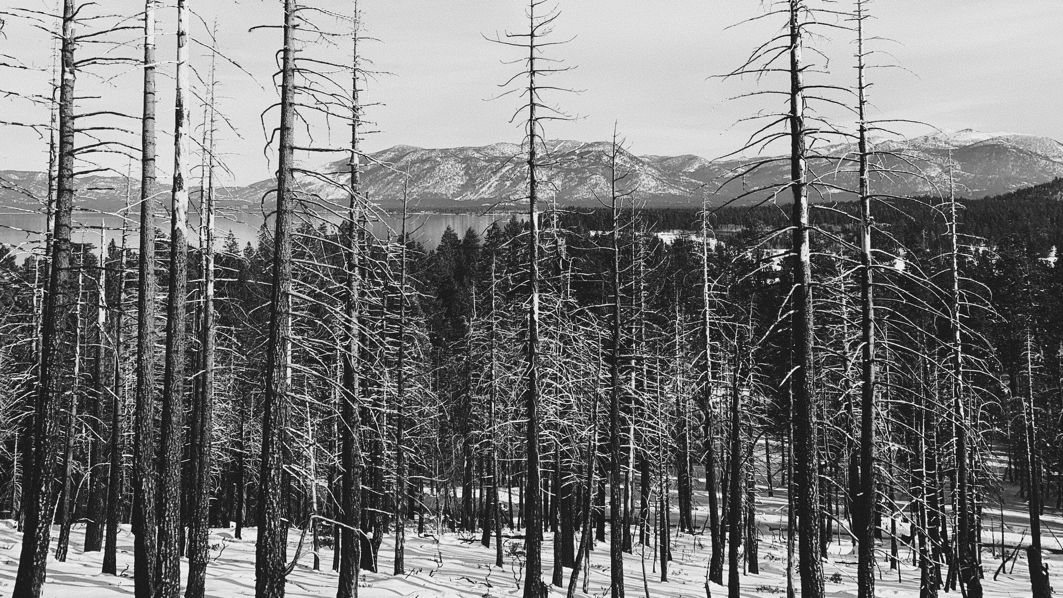 Trees near Lake Tahoe